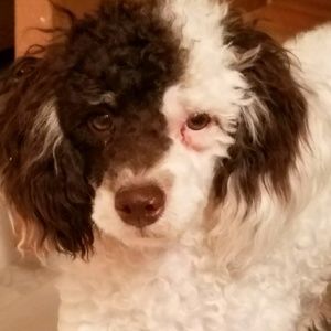 Meet your Posher, Rayann